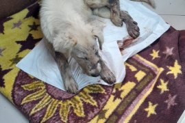 Vahşet… Keyif olsun diye yapmış…