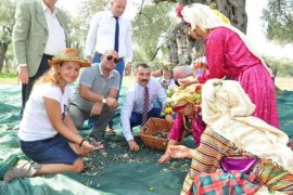 3 bin 200 yıllık zeytin ağacında hasat