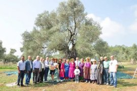 Zeytin Hasat Şenliği’ne hazırız