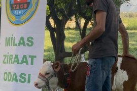 Süslenen Buzağılar Jüriden Not Aldı