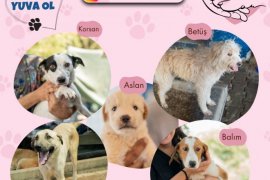 Sevimli Dostlarımız Sıcak Yuvalarına Kavuşuyor