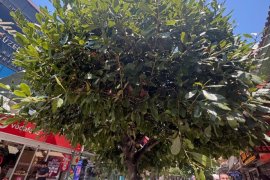 Milas’ın Caddelerindeki Siyah Görüntünün Nedeni Hasta Ağaçlar