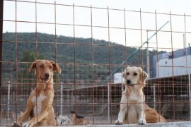 Milas'ta 4 Ekim Sokak Hayvanları Koruma Günü kutlandı...