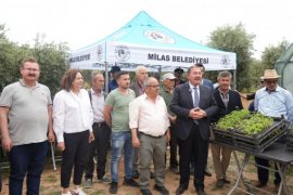 Milas Belediyesi’nden 300 Üreticiye Fide