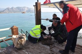 Denizlerin Geleceği Deniz Çayırları Yeniden Hayat Bulacak