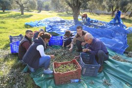 MİZO’DA ZEYTİNLER, YAĞLI ZEYTİN İÇİN HASAT EDİLDİ