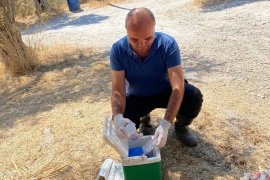 Telef olan koyunlara otopsi işlemi yapıldı