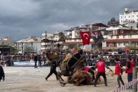 Deve Güreşi Tutkunları Güllük’te Buluştu