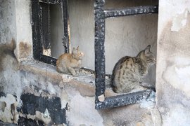 YANGINDA ZARAR GÖREN KEDİLER KURTARILDI