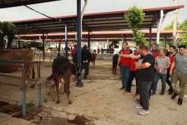 Kurban Bayramı Öncesi Hayvan Pazarı Denetimi