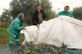 Milas Belediyesi Zeytin Hasadına Başladı