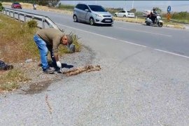 Söke-Milas Yolunda Nadir Bir Tür Daha Hayatını Kaybetti