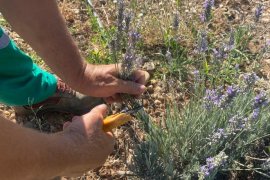 Milas Belediyesi Lavanta Hasadı Gerçekleştirdi
