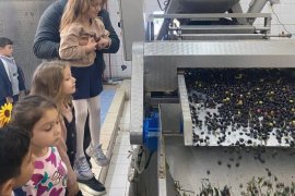 Minik Eller Zeytinin Yolculuğunu Yerinde Öğrendi
