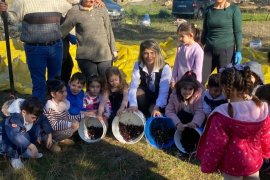 Minik Eller Zeytinin Yolculuğunu Yerinde Öğrendi