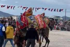Deve Güreşi Tutkunları Güllük’te Buluştu
