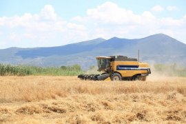 TMO Milas'ta buğday ve arpa alımlarına başlıyor