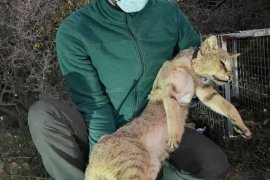 Saz kedisi Serçin’e GPS takıldı