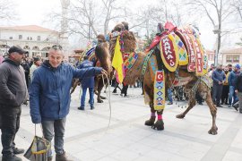 En güzel deve Milaslı “Hermiyas”