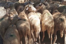 Telef olan koyunlara otopsi işlemi yapıldı