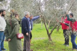 Zeytin Üreticilerine Yönelik Eğitimler Devam Ediyor