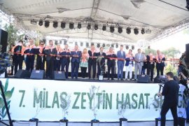 7. Zeytin Hasat Şenliği Yapıldı