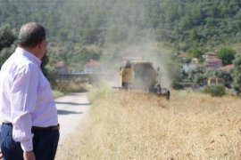 Milas Belediyesi Karakılçık Buğday Hasadı Gerçekleştirdi