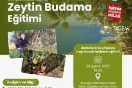 Milas Belediyesi Çiftçilere Uygulamalı Zeytin Budama Eğitimi Verecek