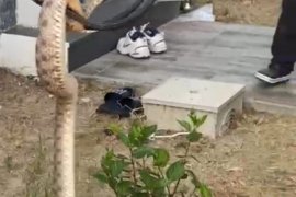 İtfaiye Ekiplerinden Hızlı Müdahale: Yılan Doğaya Salındı, Yangın Büyümeden Söndürüldü