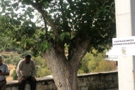 MİLAS VE YATAĞANLI ZEYTİN ÜRETİCİLERİ DAVA AÇTI.