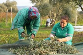 Milas Belediyesi Zeytin Hasadına Başladı