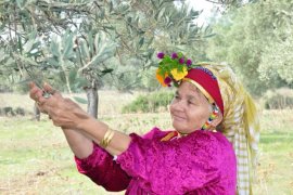 3 bin 200 yıllık zeytin ağacında hasat