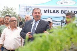 Milas Belediyesi’nden 300 Üreticiye Fide