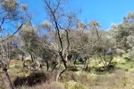 Su Yüzünden Zeytin Ağaçları Günden Güne Kuruyor