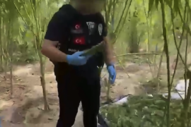 695 Kenevir Bitkisi ve 20 Kilo Esrar Ele Geçti