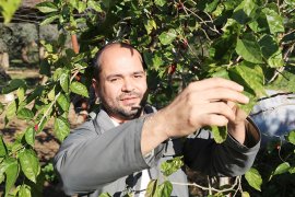 Aralık ayında meyve veren dut şaşırttı