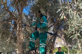 Milas Belediyesi Park ve Yeşil Alanlarda Zeytin Hasadına Devam Ediyor