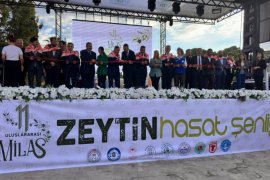 Milas’ta 11. Zeytin Hasat Şenliği Coşkusu …