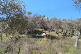 Su Yüzünden Zeytin Ağaçları Günden Güne Kuruyor