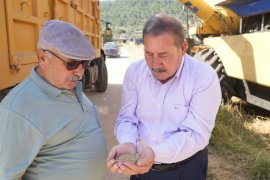 Milas Belediyesi Karakılçık Buğday Hasadı Gerçekleştirdi