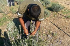 Milas Belediyesi Lavanta Hasadı Gerçekleştirdi