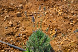 Milas Belediyesi Lavanta Hasadı Gerçekleştirdi