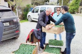 Ata tohumlarından elde edilen fideler ücretsiz dağıtıldı