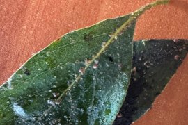 Milas’ın Caddelerindeki Siyah Görüntünün Nedeni Hasta Ağaçlar