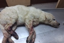 Vahşet… Keyif olsun diye yapmış…