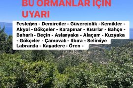Orman Alanlarına Giriş Yasağı Başladı. Hangi Ormana İzinsiz Girmek Yasak!
