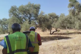 YK Enerji Zeytinliklerde Sayıma Başladı