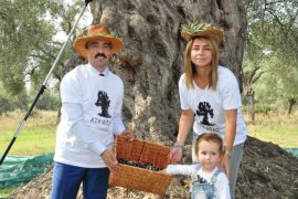 3 bin 200 yıllık zeytin ağacında hasat