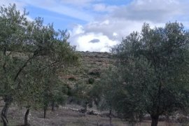 Nejla Işık’tan Çağrı: “Milas Ayağa Kalk, Akbelen’e Sahip Çık”