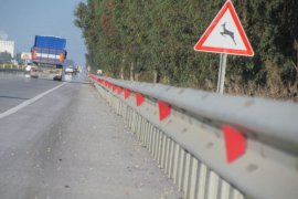 Söke-Milas Yolunda Nadir Bir Tür Daha Hayatını Kaybetti